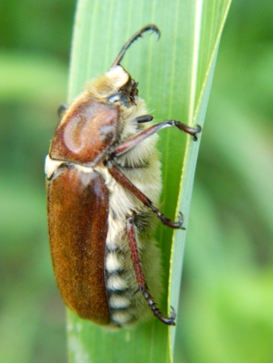 Coleottero Melolonthidae: Anoxia villosa